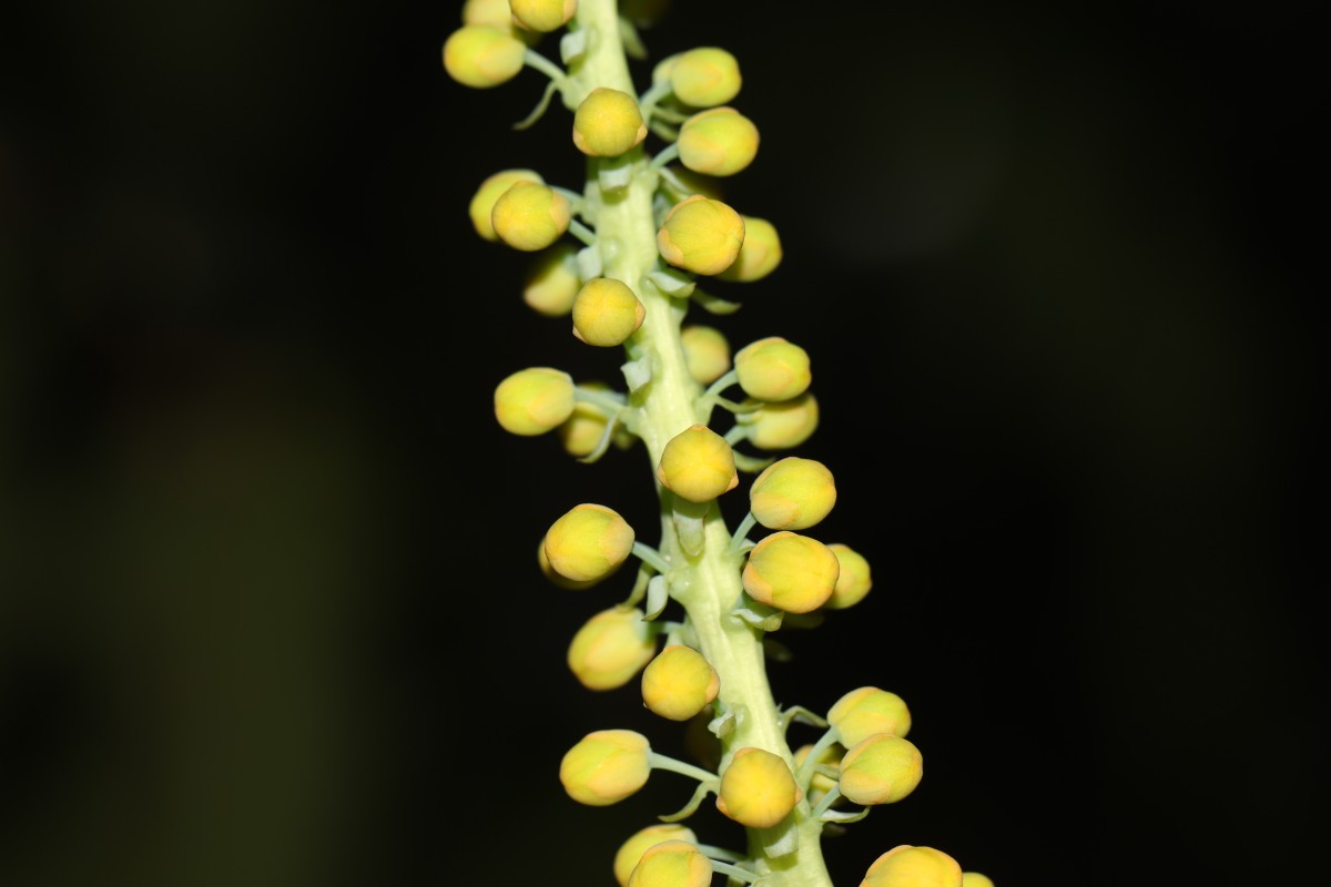 Berberis napaulensis (DC.) Spreng.